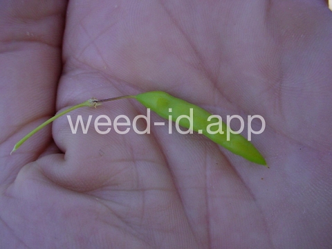 beeplant, yellow